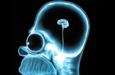 Homer Simpson brain